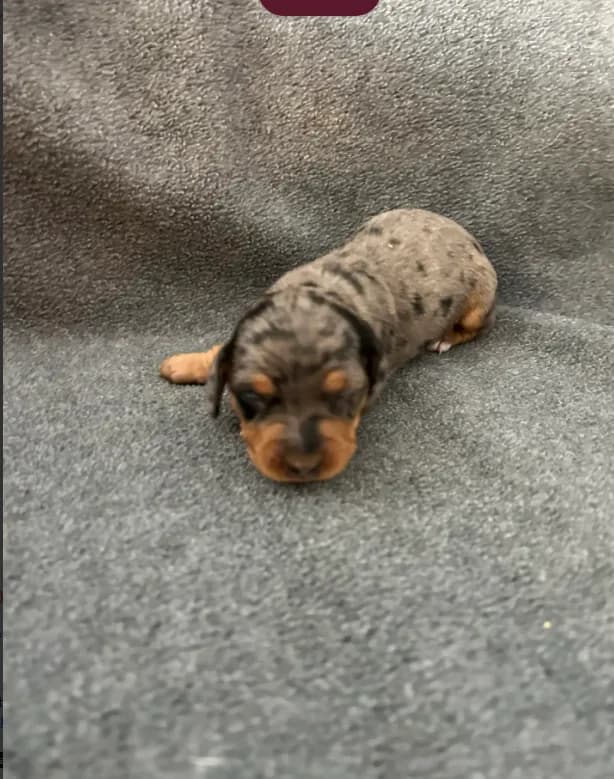 Molly dapple female