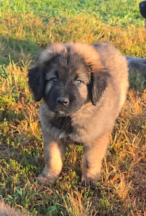 Caucasian shepherd puppy