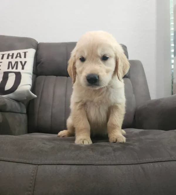 AKC Golden Retriever