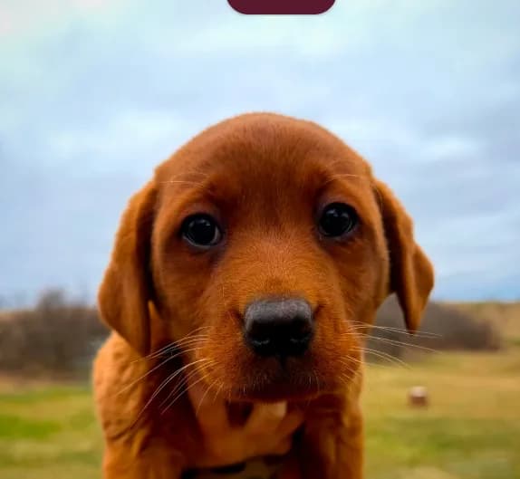 Bella