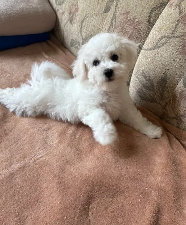Lily