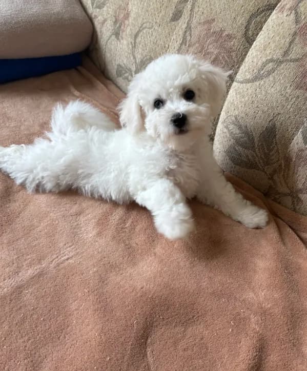 Lily