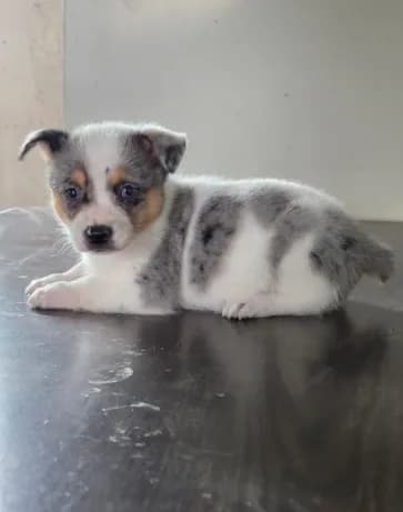 Cowboy Corgi Merle male