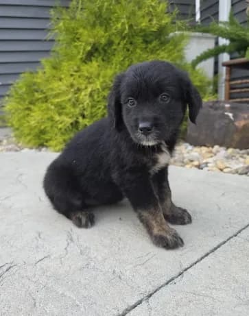 Milo