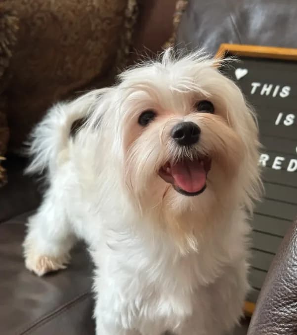 Puppy 2