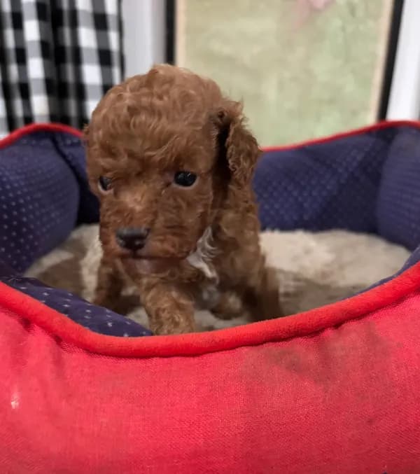 Teacup Colorbred Red. Ross