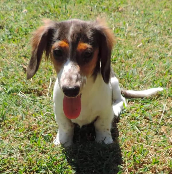 Roxie Female 5