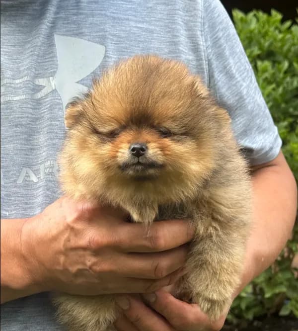 Orange sable female