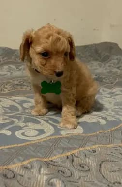 No name yet