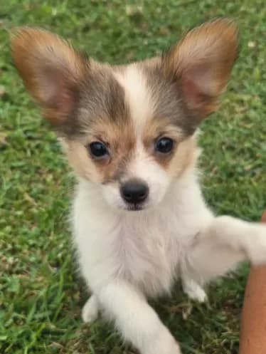 AKC ZEEK