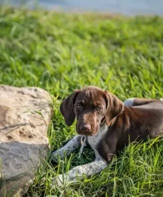 AKC Champ IN AUSTIN