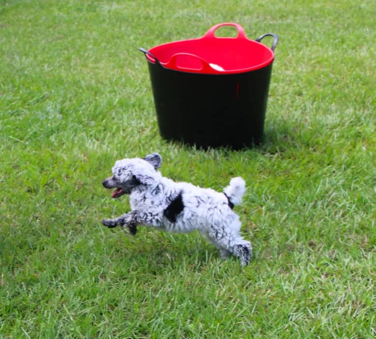 Dottie