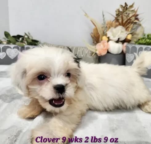 Clover