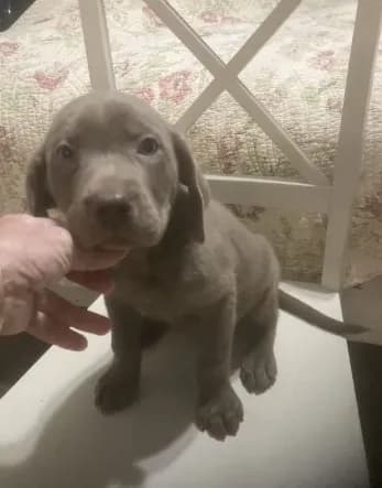 Lab Silver boy $600.