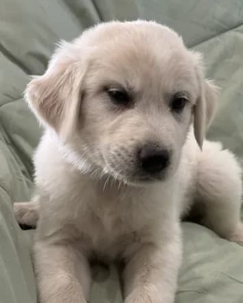 Maggie
