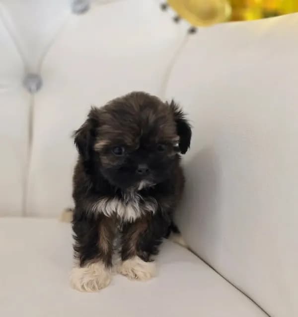 Precious