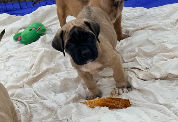 No collar fawn male white toes