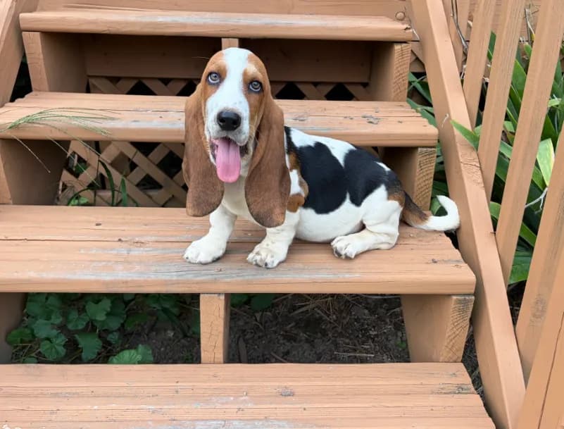 AKC Registered Female #2 look
