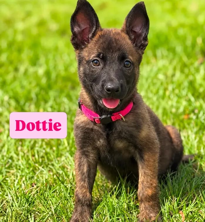 Dottie