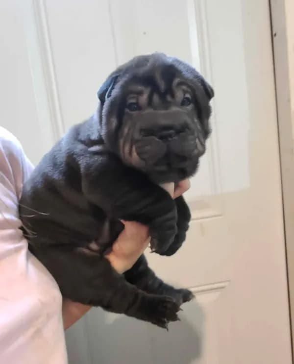 Satin black female