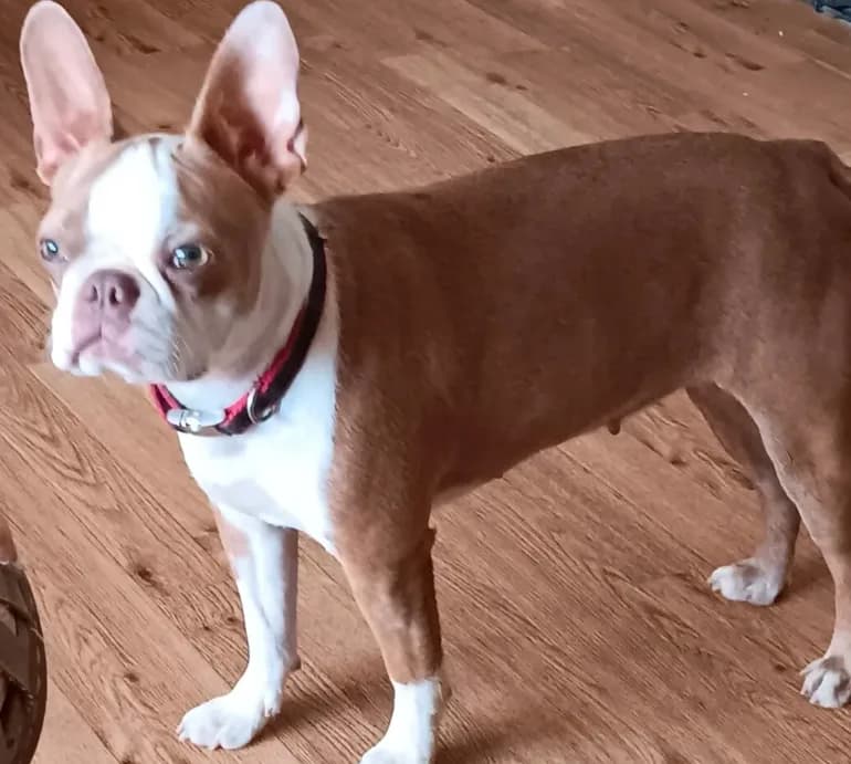 AKC