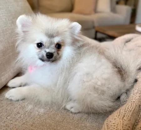 Cream sable silver boy teddy bear