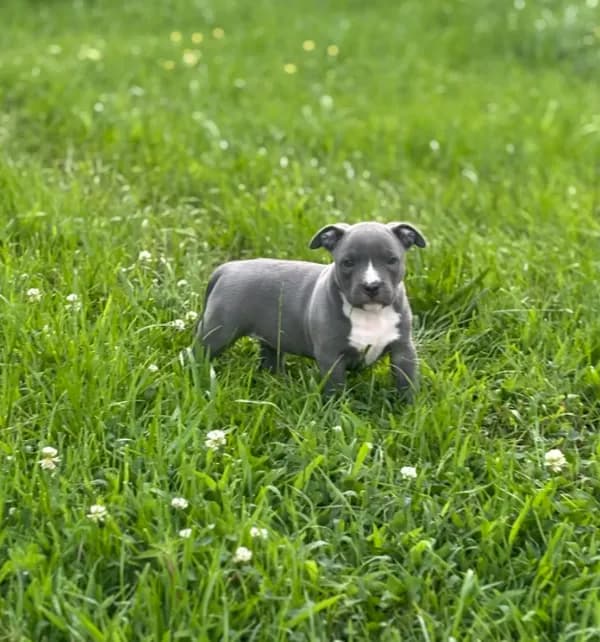 Lil Blu