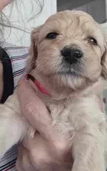 Cora