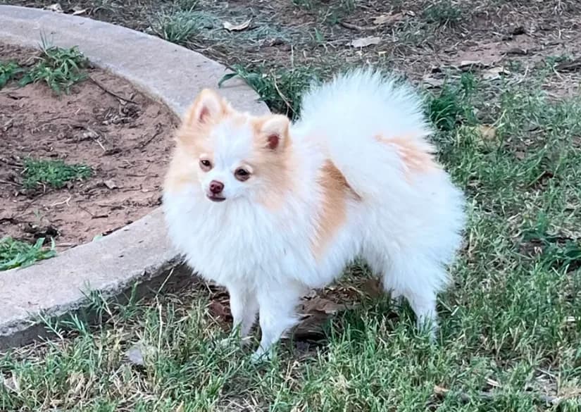 AKC Daisy