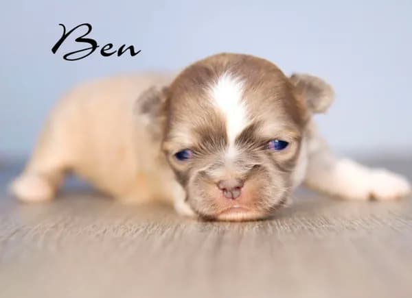 Ben