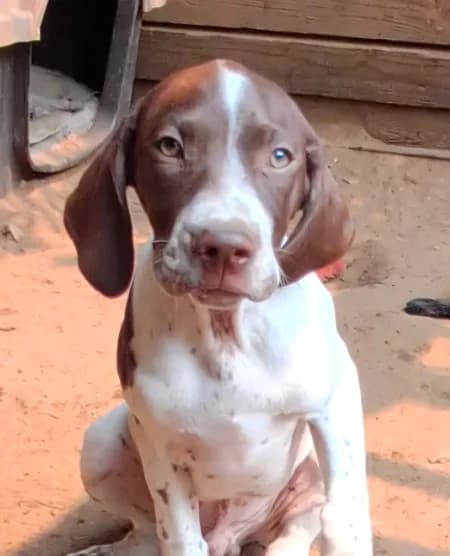 MUSTACHIO a handsome "Started Puppy"