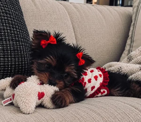 Clover — Yorkshire Terrier Girl 🍀
