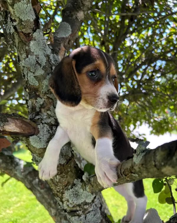 Baby Jewel