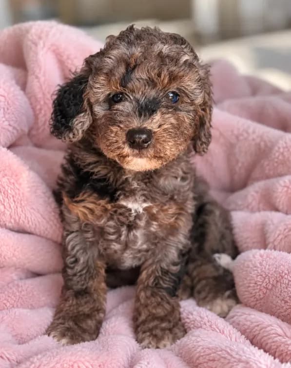 Molly (Solid Phantom Merle)