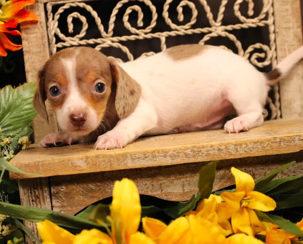 F1(dapple piebald)