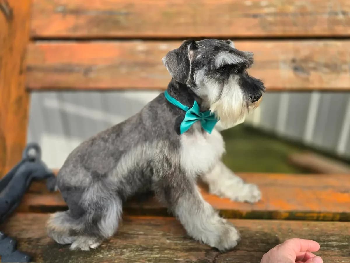 Frank neutered
