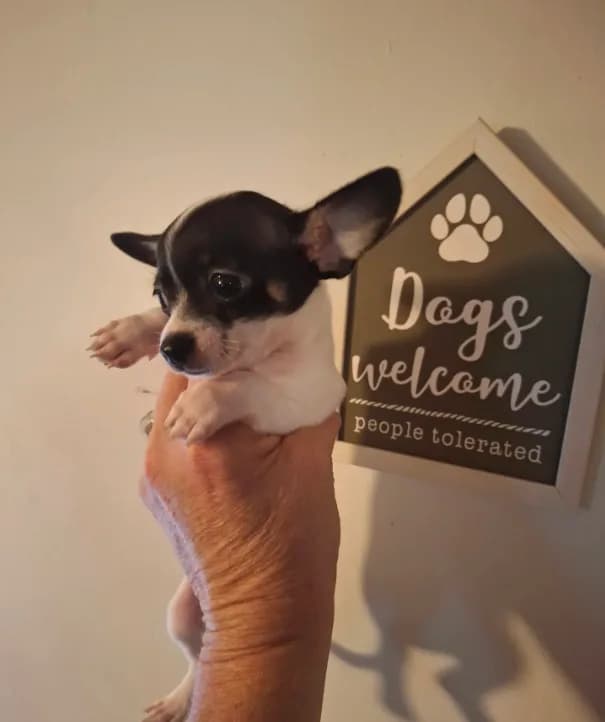 Pixie