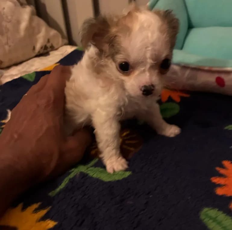 Tiny Diva