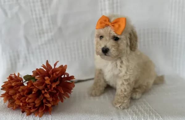 Cooper