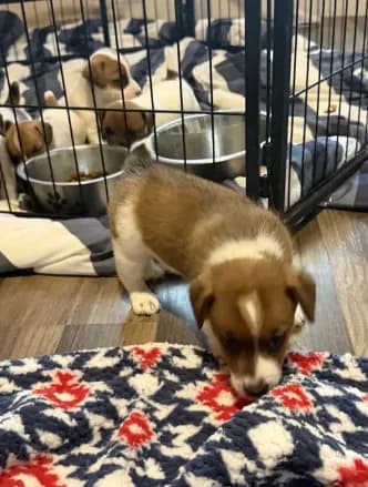 Cojo