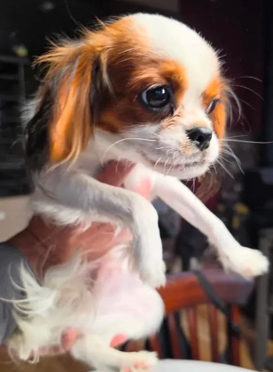 Peanut
