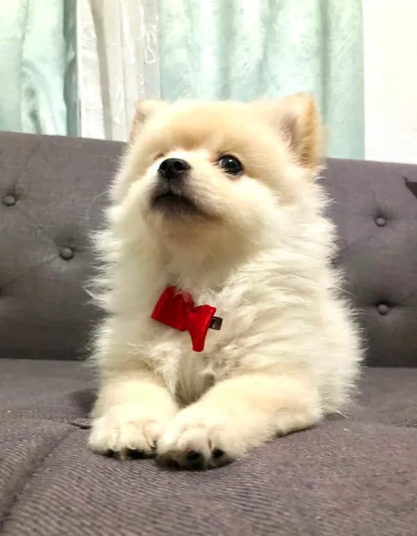 Tobby
