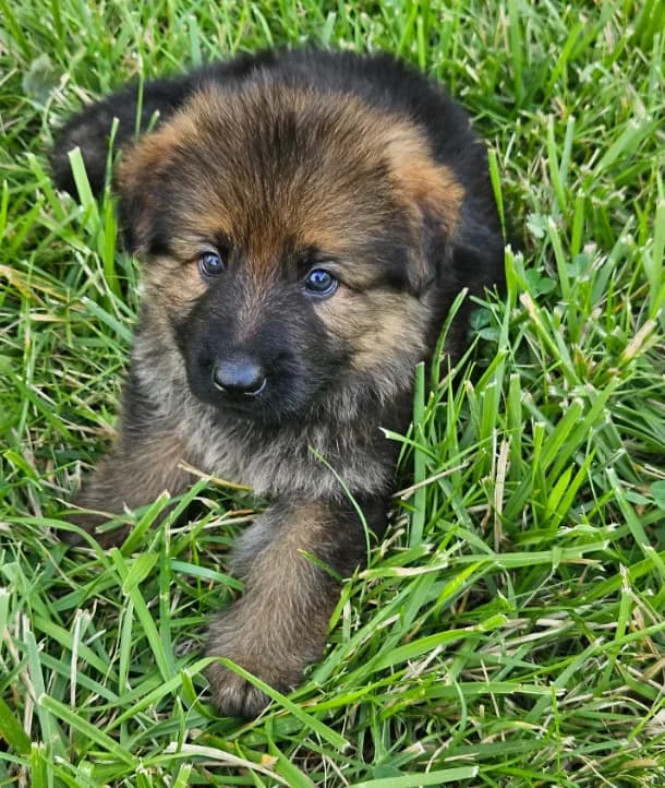 Samson