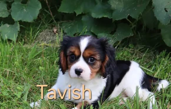Tavish