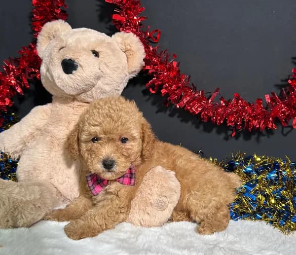 Lila