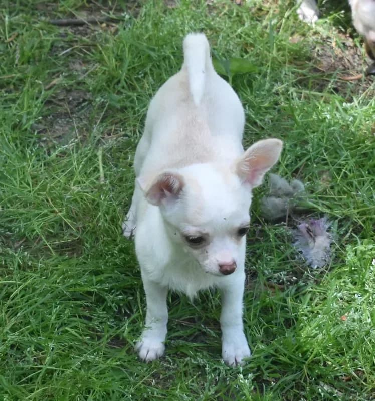 DeeDee
