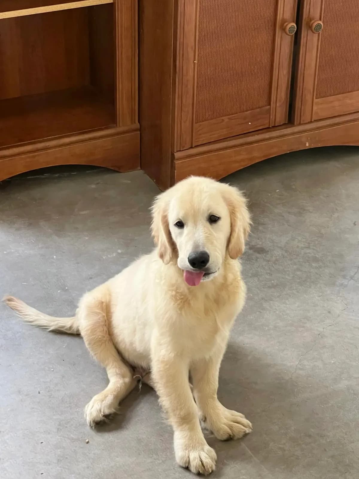 White Puppy 2 (b)