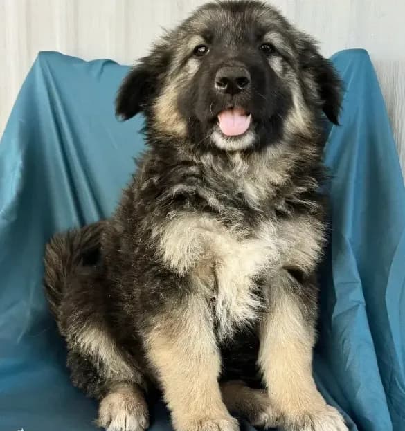 KING SHEPHERD