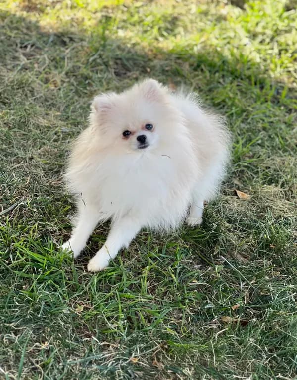 Tiny Nugget