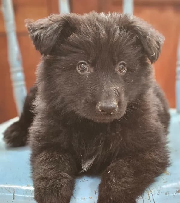 Elvis